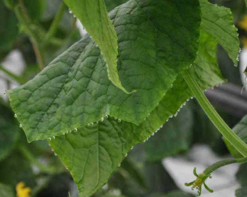 Guttation from cucumber leaf hydathodes